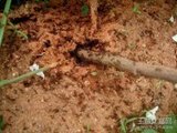 惊动蚁巢后1