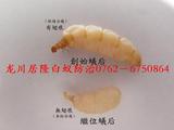 蚁后