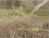 红火蚁巢3