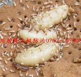 蚁后3