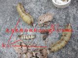 蚁王、蚁后